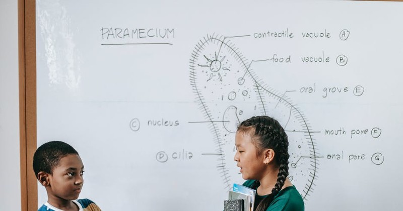 Die frühkindliche Bildung erfordert eine hervorragende Vorschulerziehung und einen besseren Grundschulunterricht